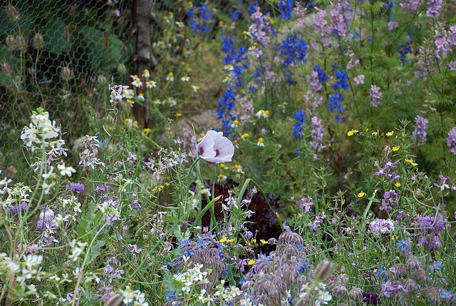 Survival gardening : un peu de patates avec les topinambours http://farm4.static.flickr.com/3286/5836096428_206c4bc828_z.jpg