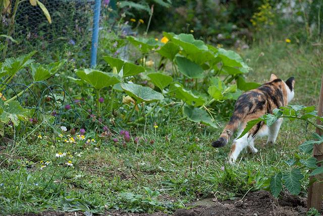 Survival gardening : un peu de patates avec les topinambours http://farm6.static.flickr.com/5104/5836096222_a2755ea664_z.jpg