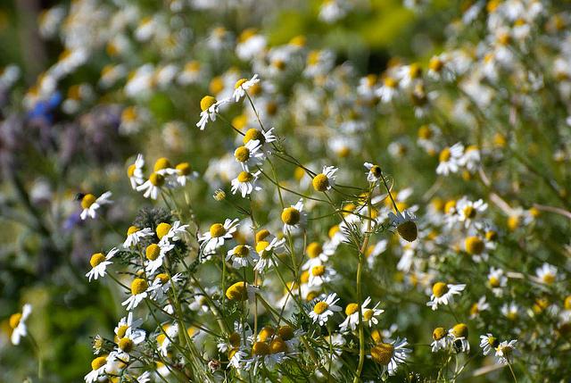 Survival gardening : un peu de patates avec les topinambours http://farm3.static.flickr.com/2531/5835545523_ecc30635fd_z.jpg