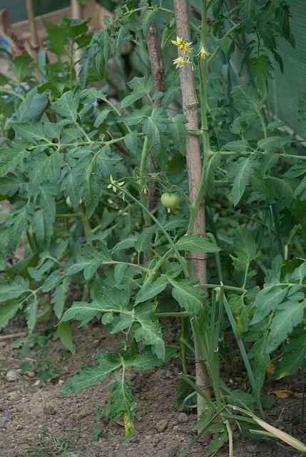 Survival gardening : un peu de patates avec les topinambours http://farm4.static.flickr.com/3547/5836096970_916aac4c60_z.jpg