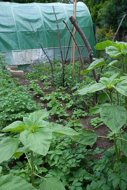 Survival gardening : un peu de patates avec les topinambours http://farm6.static.flickr.com/5268/5836096314_0dbe6062c6_z.jpg