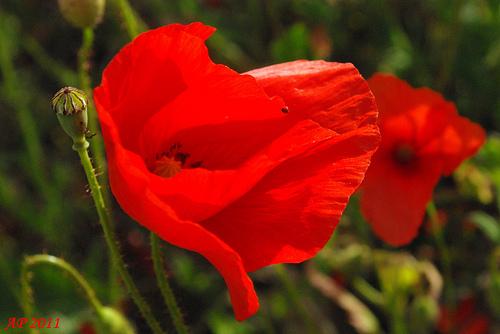 Coquelicot dans le vent / Poppy In The Wind
