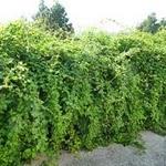 Le boulou : Serait-ce une mine de respunchos ??? Dans ce cas, ils ne doivent pas les manger là bas ! P1070318.JPG