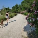 Le boulou : le sentier est bordé de plusieurs fleurs. Ils appellent cela le Petite virée dans les Pyrénées Orientales : Le Boulou