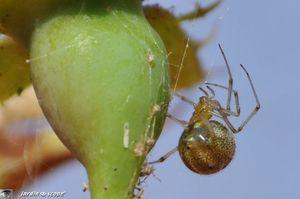 Theridion sisyphium