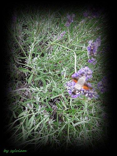 Le bonjour du SAMEDI avec le papillon colibri papillon-colibri-2.jpg