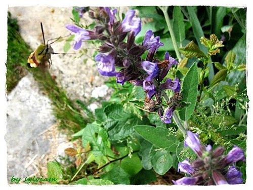 Le bonjour du SAMEDI avec le papillon colibri PAPILLON MONO SPINX 1