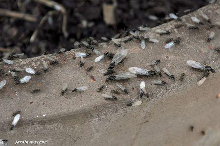 Essaimage des fourmis volantes - Lasius niger