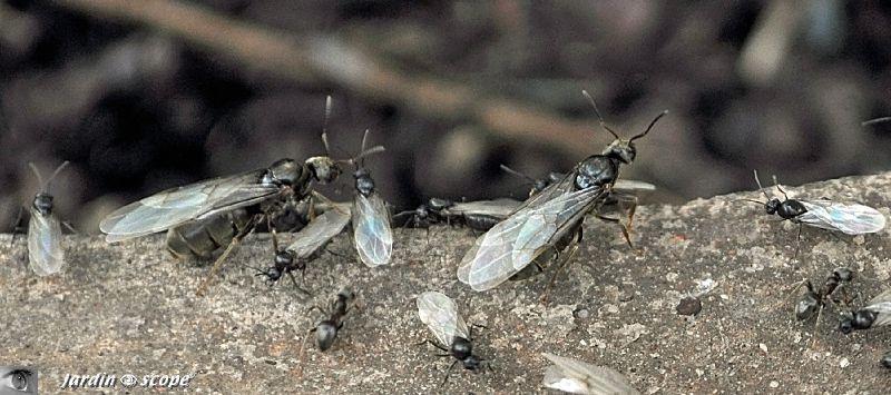 Essaimage des fourmis - Lasius niger