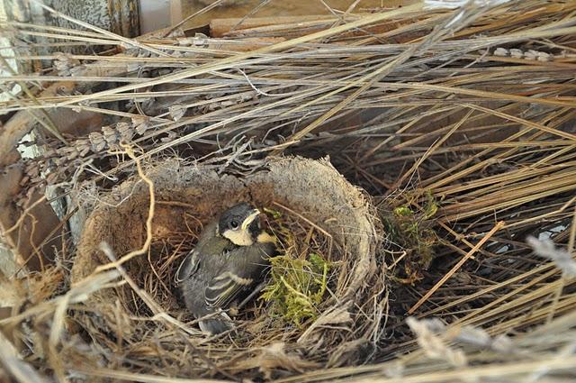 Histoire d'oiseaux mésanges