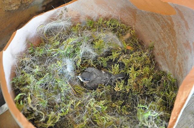 Histoire d'oiseaux mésanges