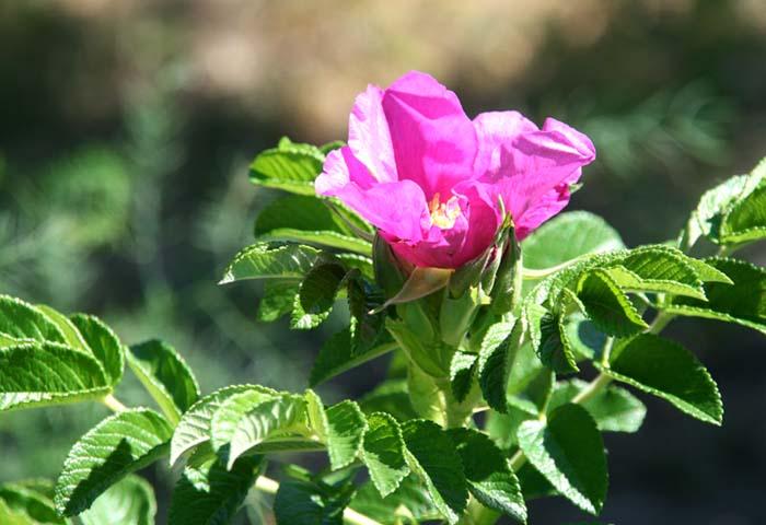 Rosa rugosa