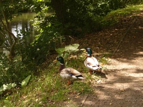 Balade en Mélantois: le Canal de Seclin. Balade en Mélantois: le Canal de Seclin.