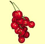 Une mignardise.....fraises Groseille.gif