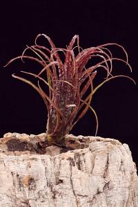Racinaea crispa Les Racinaea, de vrais faux Tillandsias