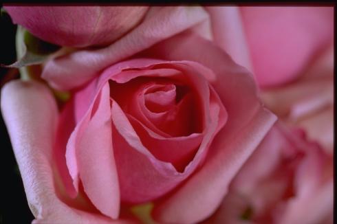 Les roses, une des nombreuses passions de Guerlain