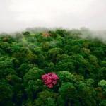 L’exposition de Yann Artus Bertrand « Des forêts et des Hommes » a lieu à Decize !