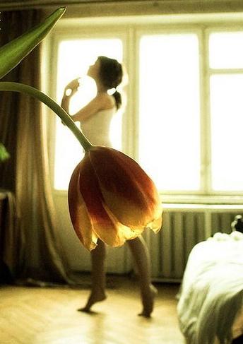 tulipe Tulipe