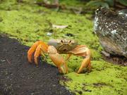 Cocoensis Johngarthia Crabe endémique de l'Ile del Coco