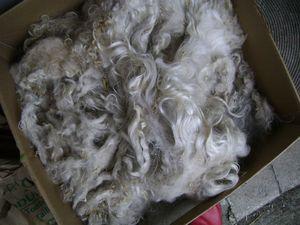 Sur mon rouet, du Shetland DSC09111