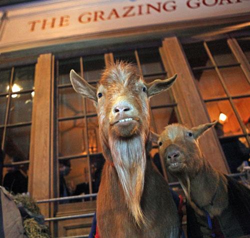 The-Grazing-Goat-Grazing-Goats-Royaume-uni-europe-de-l-ouest-hoosta-magazine