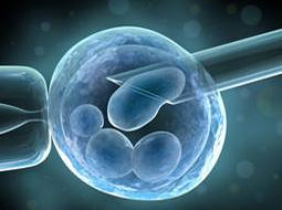 Loi de BIOÉTHIQUE: Recherche sur l’embryon interdite mais avec dérogations – Sénat-CMP