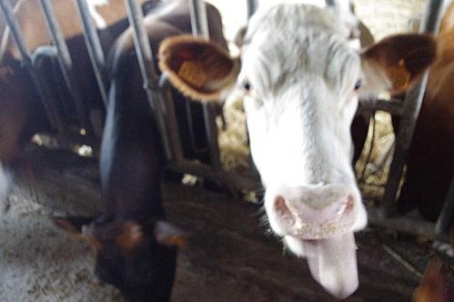 Il met les mains à la pâte IMGP5524.JPG