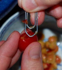 griotte-denoyauter-4 griotte-denoyautage