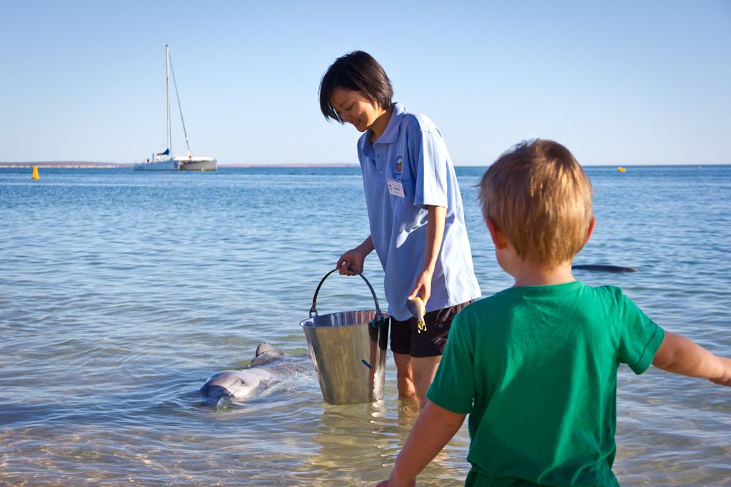 J52 / Scène de vie : Nourrir les dauphins de Monkey Mia J52 / Scène de vie : Nourrir les dauphins de Monkey Mia