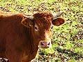 Vache à hublot : au nom de la science, le respect recule…