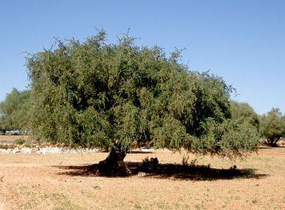 L'huile d'argan, une alliée précieuse et nourrissante pour la pousse des cheveux.