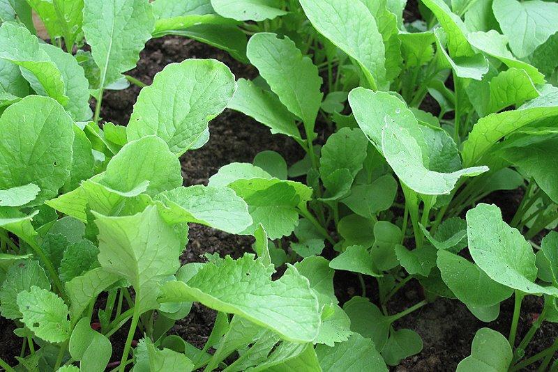 garden 03 My pretty garden