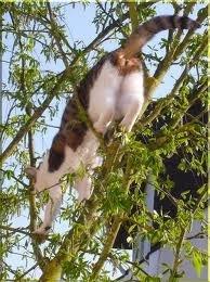 Bob et Moi ! chat-dans-l-arbre.jpg