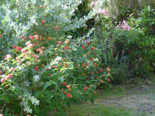 Juin 2011 : Avec les chaleurs, la nature se prépare à la sécheresse...