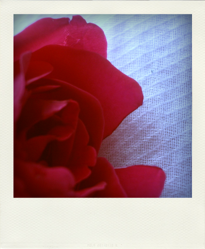 ROSES ROUGES (3)