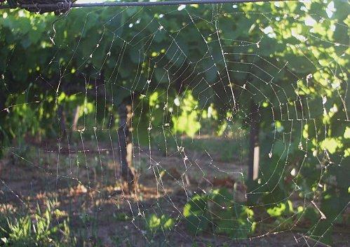 Quand chantent les Syrah. Toile.JPG