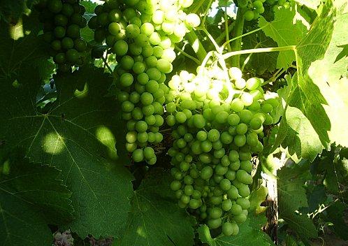 La-Syrah-copie-1.JPG