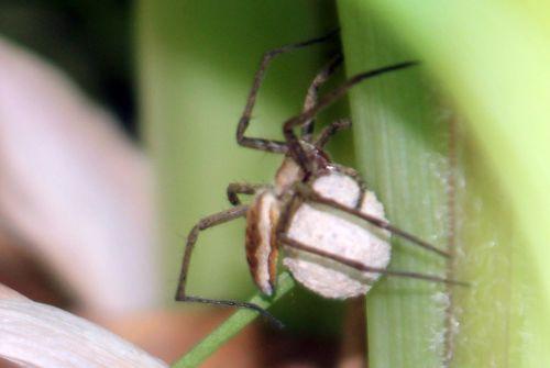 Pisaura mirabilis nature