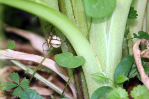 Pisaura mirabilis nature