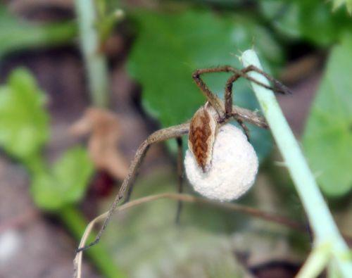 Pisaura mirabilis nature