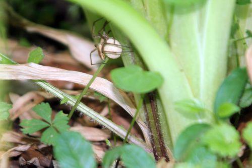 Pisaura mirabilis nature