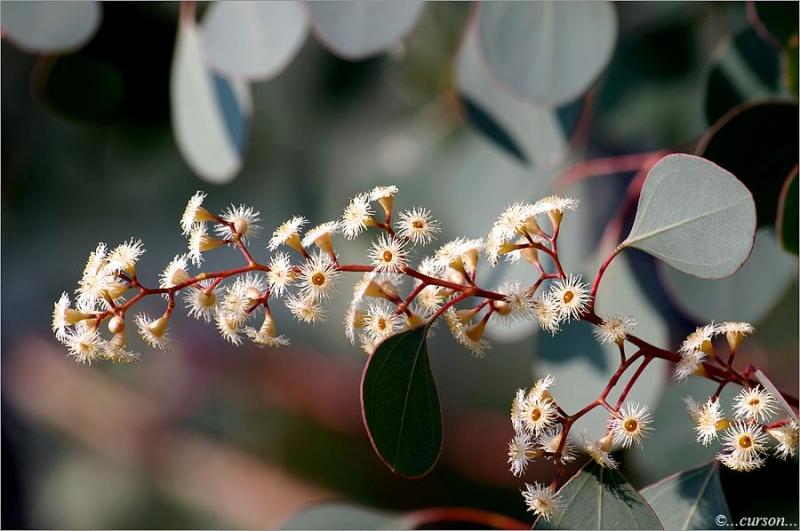 Eucalyptus Calyptus2.JPG