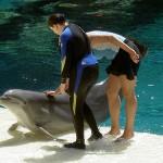 Dauphin au Mirage 7 Choses Gratuites (ou Presque) à Faire à Las Vegas