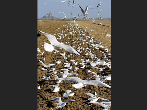 Des mouettes s’attaquent à un champ, près du Mont-Saint-Michel, en Normandie (France). Des mouettes s’attaquent à un champ, près du Mont-Saint-Michel, en Normandie (France).
