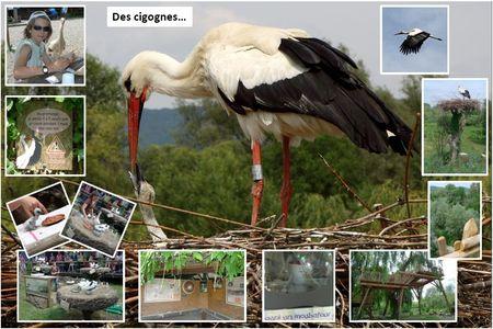 J'ai testé... Des activités à succès : en vadrouille en Alsace avec cigognes, caves à vin, chateau fort, cité de l'auto... Blog_Hunawihr_parc_cigognes__2_