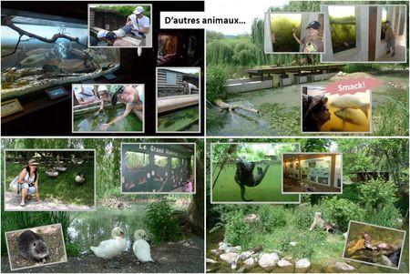 J'ai testé... Des activités à succès : en vadrouille en Alsace avec cigognes, caves à vin, chateau fort, cité de l'auto... Blog_Hunawihr_parc_cigognes__3_