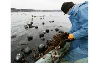 PlaNet Finance récolte des fonds pour sauver les huîtres du Japon japan tsunami oyster huitre planet finance