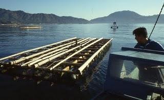 PlaNet Finance récolte des fonds pour sauver les huîtres du Japon japan tsunami oyster huitre planet finance