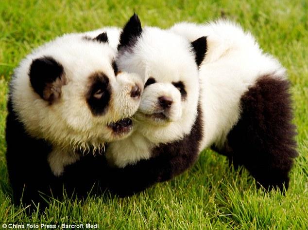 Chine : la mode des chiens-pandas