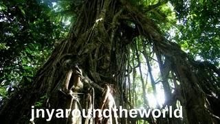 Concours photo: la forêt, Votez jnyaroundtheworld!